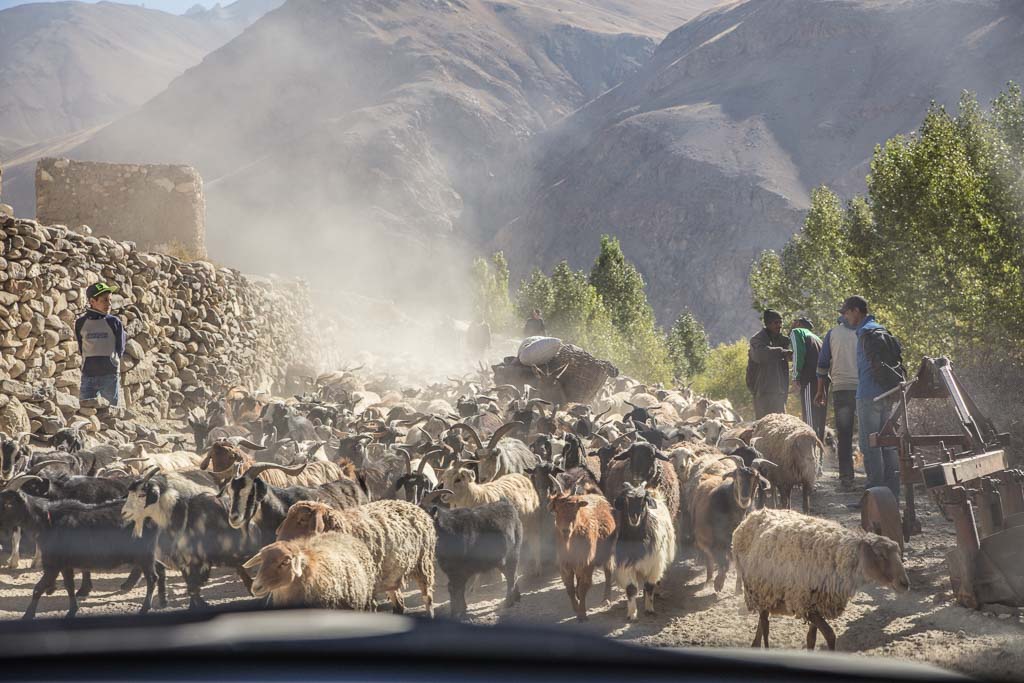 Wakhan Valley, fat tail sheep, Wakhi, GBAO, Pamir, sheep, Wakhan, Tajikistan, Badakshan, Ratm