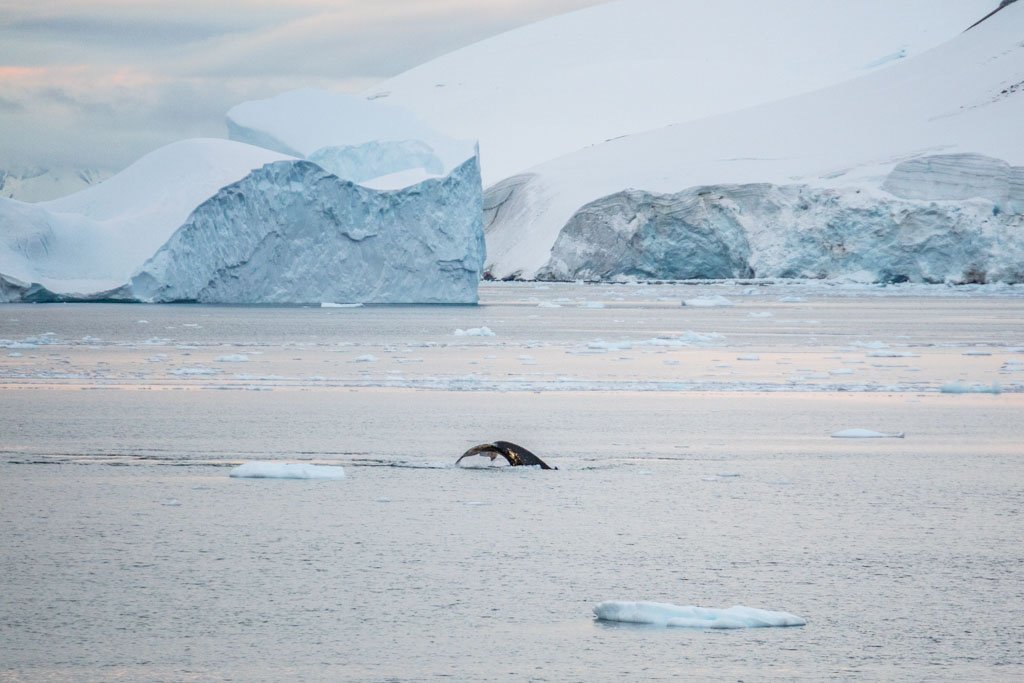 Whale near Iceberg in Lemaire Channel near Booth Island, Antarctica