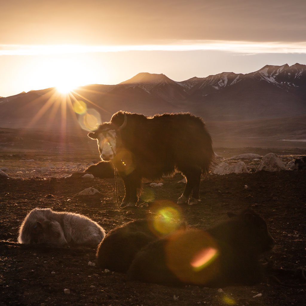 yak, Pamir, Tajikistan, Sary Goram