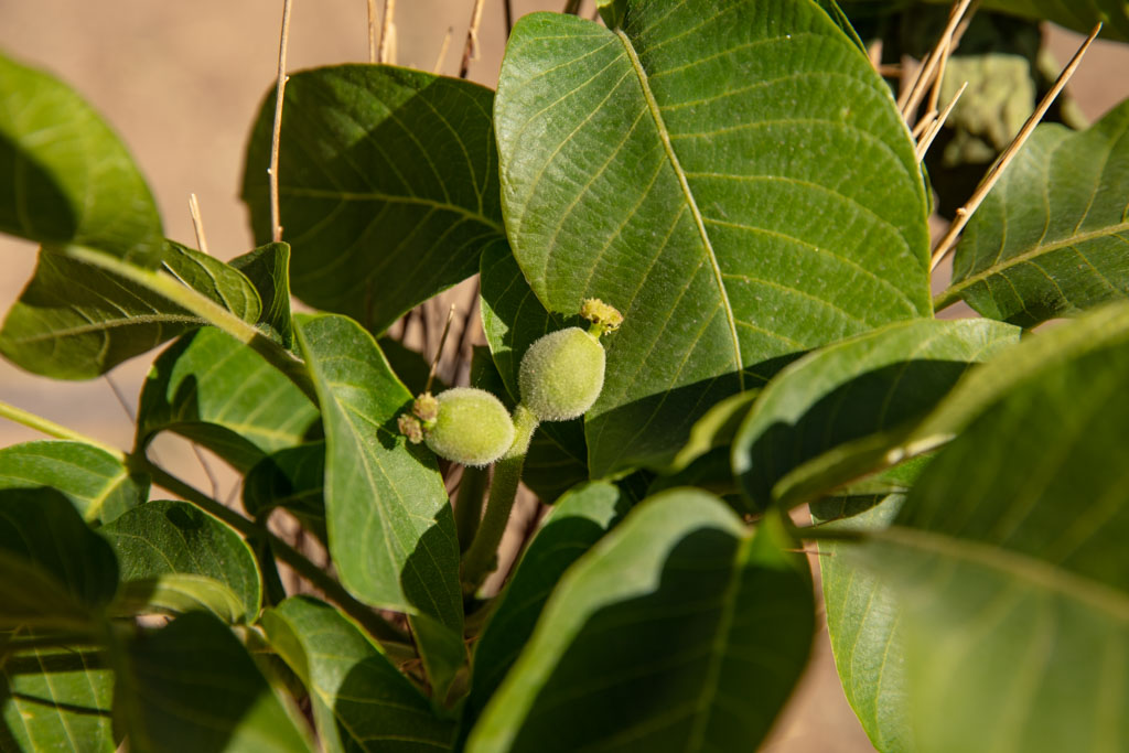 Young almonds, Nili District, Daykundi, Afghanistan